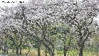takano3-20250506153044.jpg