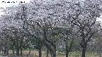 takano3-20250506185043.jpg