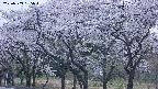 takano3-20250509185043.jpg