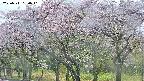 takano3-20250511160043.jpg