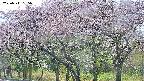 takano3-20250511165043.jpg