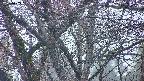 takano4-20250409051058.jpg