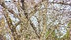 takano4-20250410064059.jpg