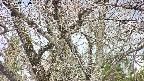 takano4-20250413130100.jpg