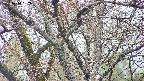 takano4-20250414062059.jpg