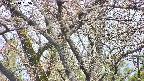 takano4-20250414065059.jpg