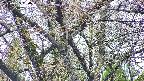 takano4-20250425080059.jpg