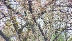 takano4-20250426073056.jpg