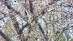 takano4-20250426100058.jpg