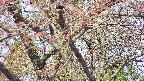 takano4-20250501091100.jpg