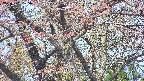 takano4-20250501105059.jpg