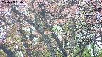 takano4-20250503054057.jpg