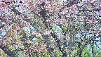 takano4-20250503060057.jpg