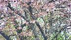 takano4-20250503074055.jpg