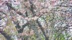 takano4-20250503120056.jpg