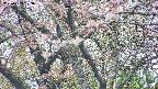 takano4-20250503123057.jpg
