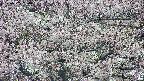 takano4-20250505050056.jpg