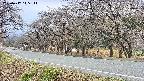 takano5-20250417145112.jpg