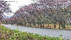 takano5-20250430072110.jpg