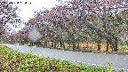 takano5-20250430080111.jpg